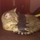 Illustration for article titled STUFF ON MY CAT...